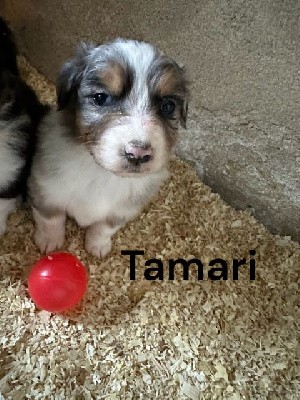 tamari