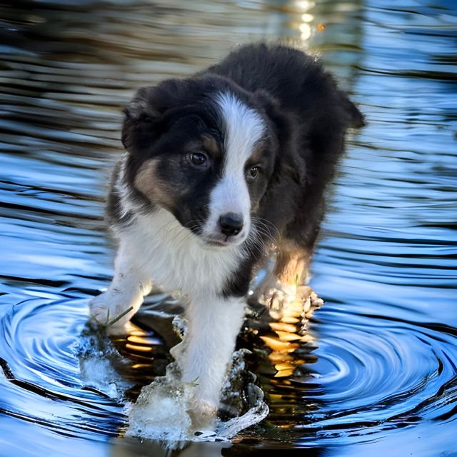 Julie Lenoble - Chiots disponibles - Berger Australien